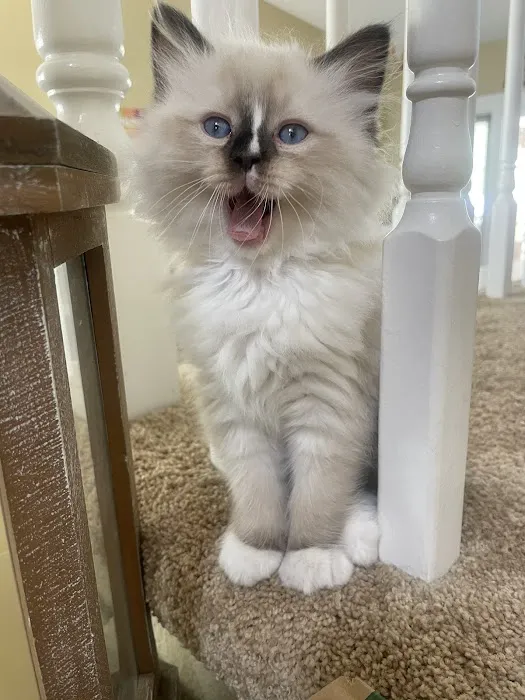 Ragdoll Kittens by Kelly Picture 3