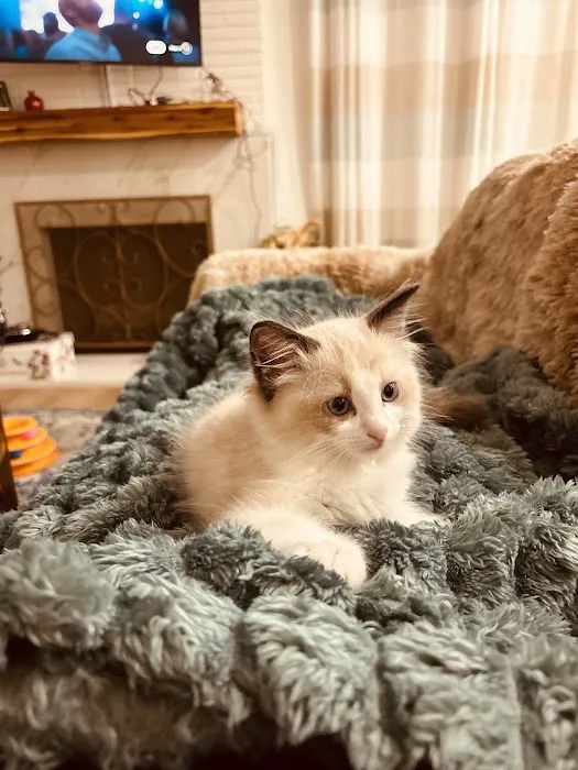 Ragdoll Kittens by Kelly Picture 2