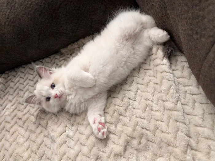 Ragdoll Kittens by Kelly Picture 9