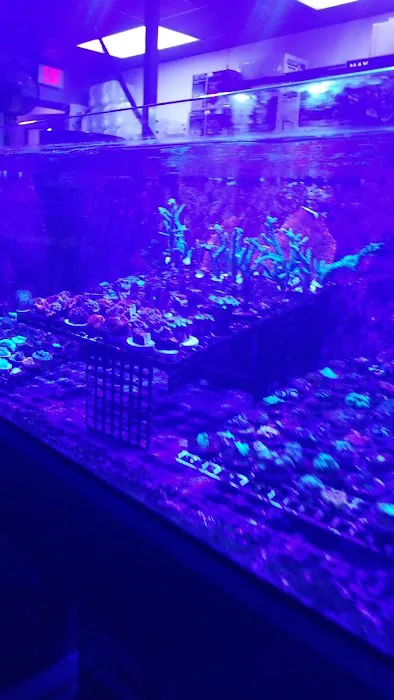 Aquatic Obsessions Picture 3