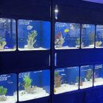 Aquatic Obsessions