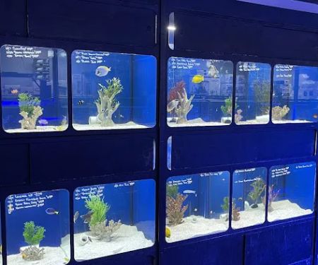 Aquatic Obsessions