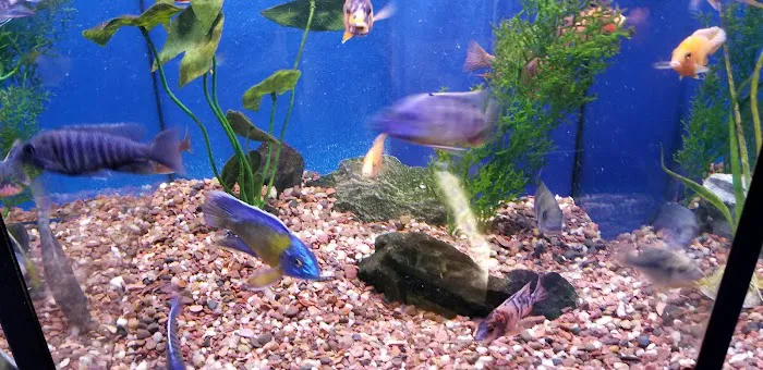 Aquatic Obsessions Picture 9