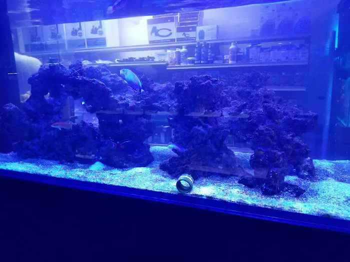 Aquatic Obsessions Picture 7