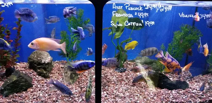 Aquatic Obsessions Picture 10