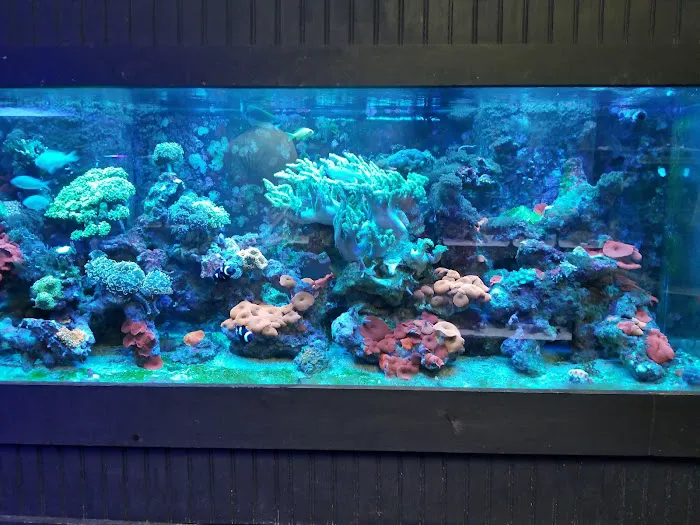 Aquatic Obsessions Picture 4