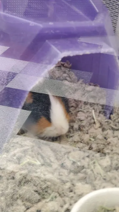 Petco Picture 3