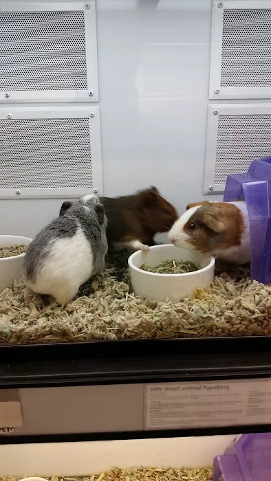 Petco Picture 4