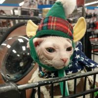 Petco ico