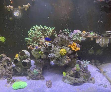 Frank's Frag Farm