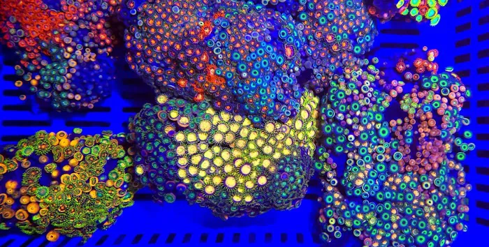 Frank's Frag Farm Picture 5