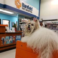 Banfield Pet Hospital ico