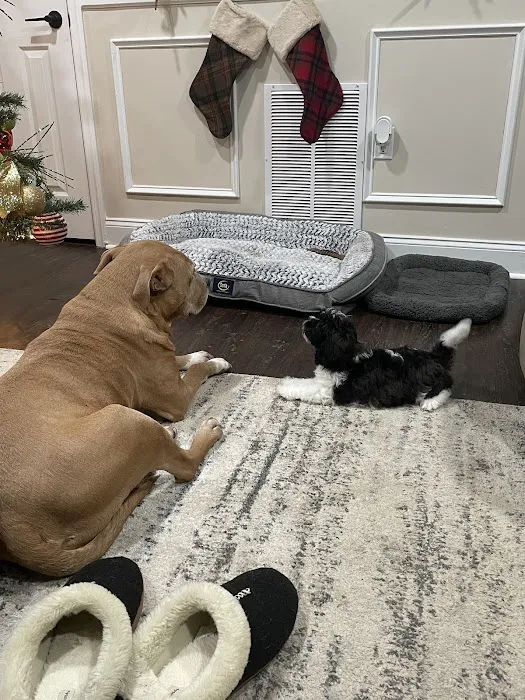 PetCenter Picture 2