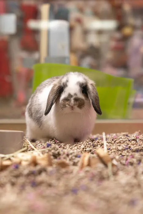 PetCenter Picture 9