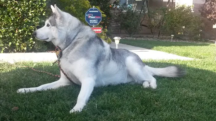 Veterinary Integrative Center Picture 4