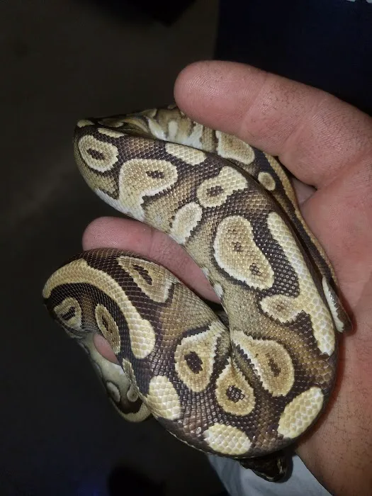 Major League Exotic Pets Picture 7