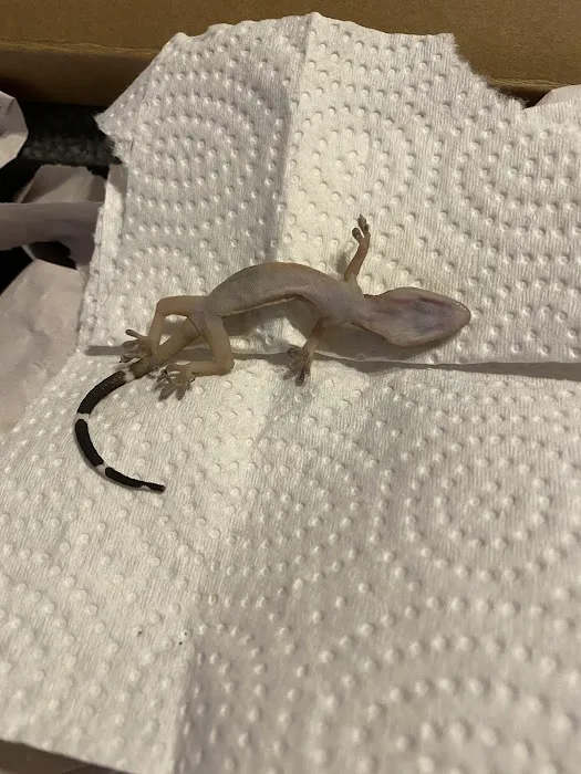 Major League Exotic Pets Picture 8