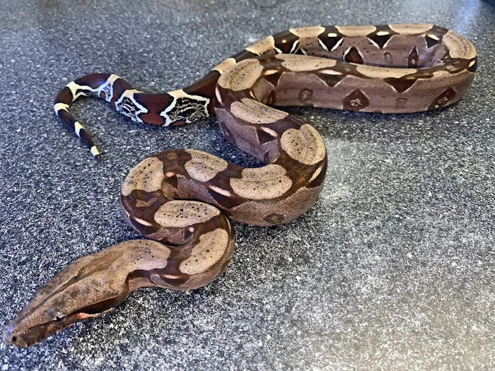Major League Exotic Pets Picture 10