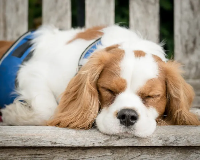 Gentle Earth Pets Picture 6