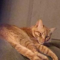 Animal Medical Hospital Association ico