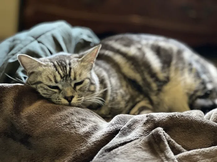 Pet Hospital of Redlands + Urgent Care Picture 4