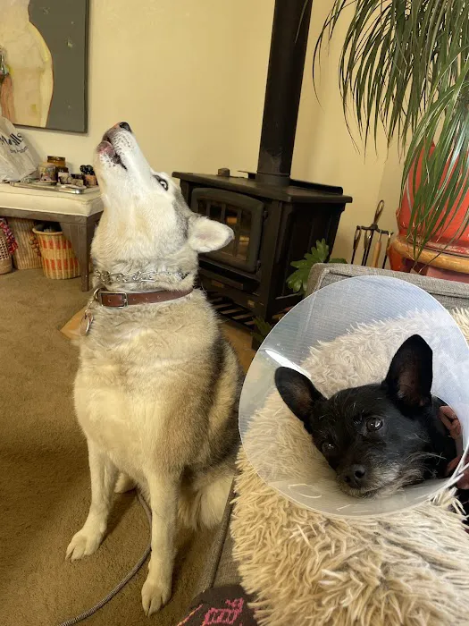 Pet Hospital of Redlands + Urgent Care Picture 10
