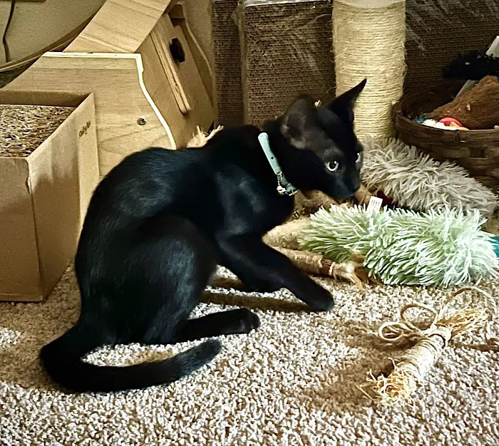 Pet Hospital of Redlands + Urgent Care Picture 5