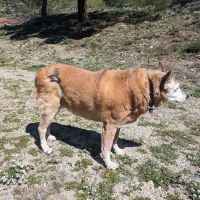 Pet Hospital of Redlands + Urgent Care ico