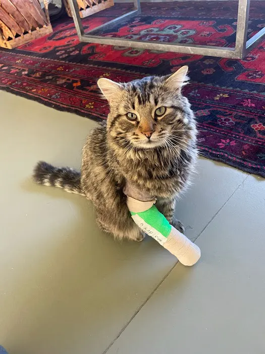 Pet Hospital of Redlands + Urgent Care Picture 8