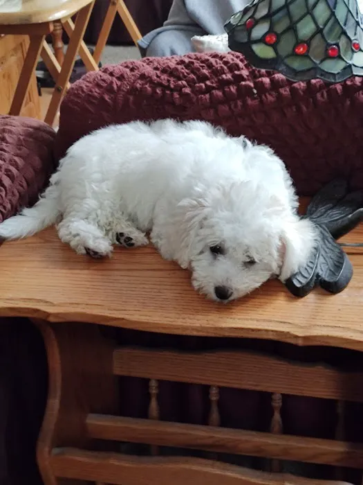 Select A Puppy, Inc. Picture 1