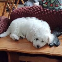 Select A Puppy, Inc. ico