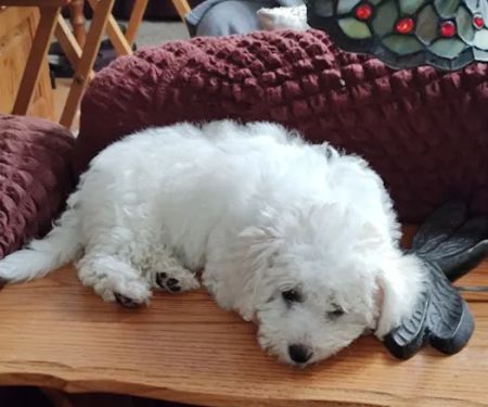 Select A Puppy, Inc.