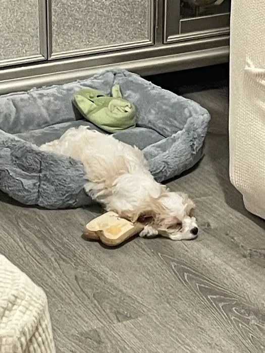 Select A Puppy, Inc. Picture 6