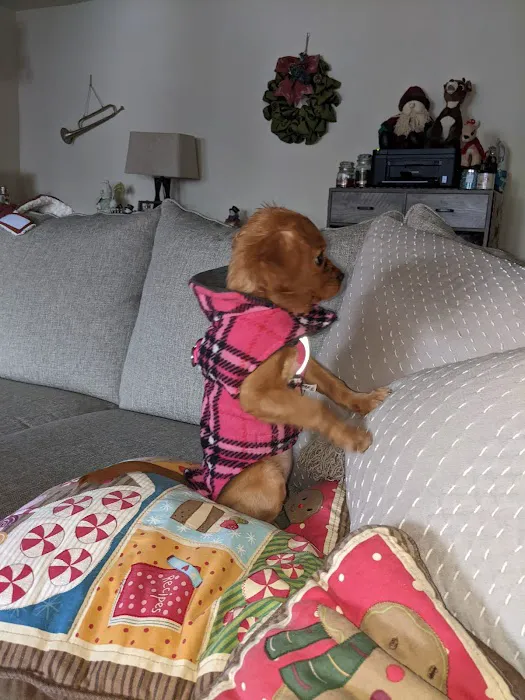 Select A Puppy, Inc. Picture 7