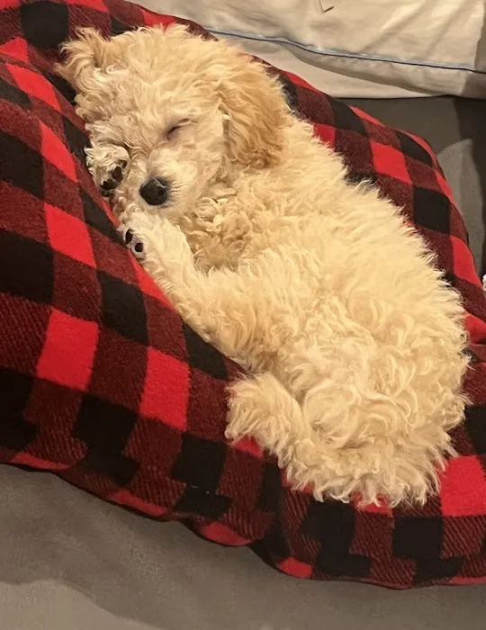 Select A Puppy, Inc. Picture 4