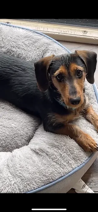 Select A Puppy, Inc. Picture 10