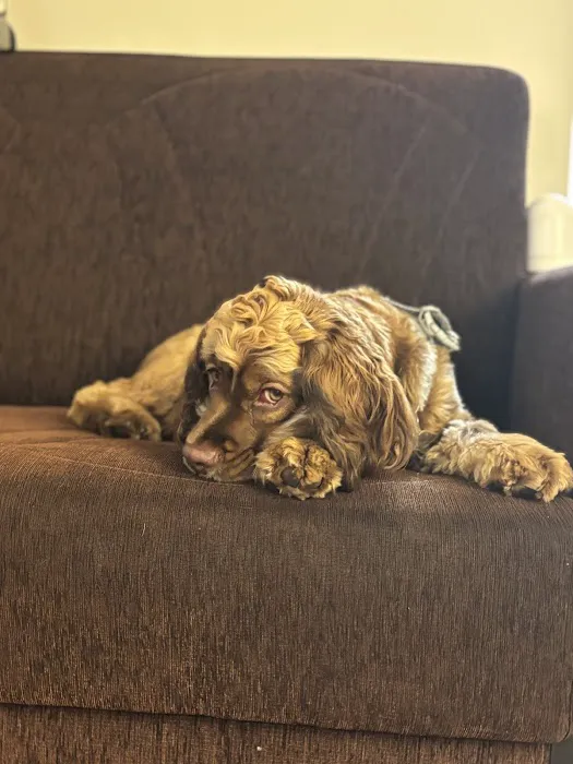 Select A Puppy, Inc. Picture 3