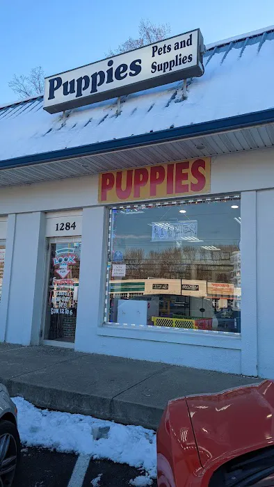 The Pet Shoppe Picture 2
