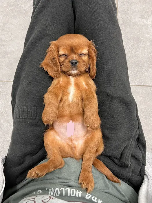 The Pet Shoppe Picture 10
