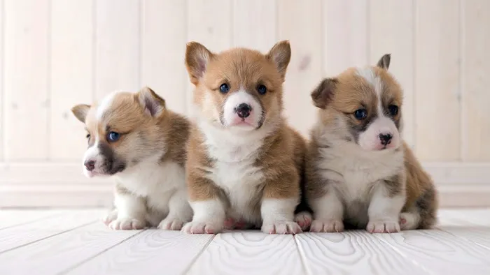 The Pet Shoppe Picture 4