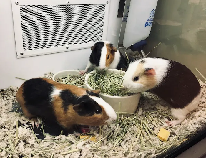 Petco Picture 6