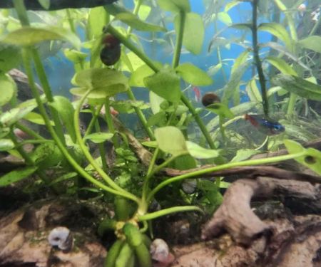 Overboard Aquatics