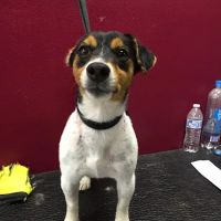 Alessandro Animal Hospital ico