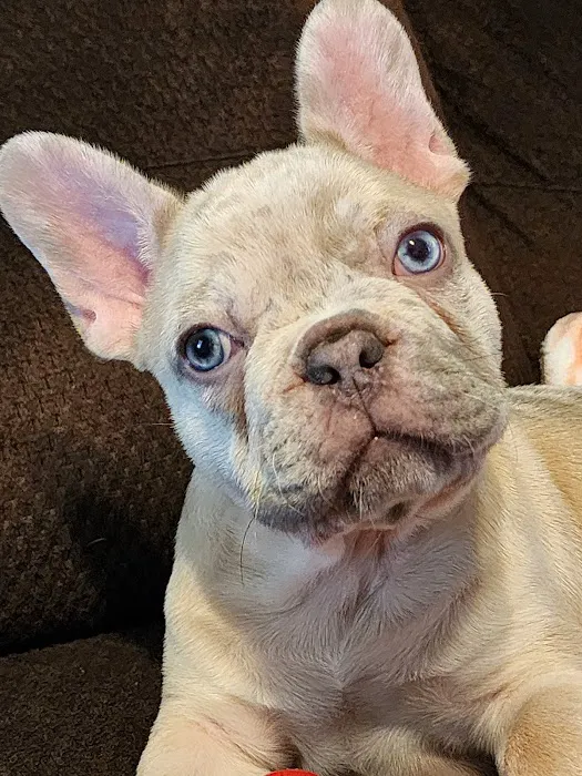 Alessandro Animal Hospital Picture 6