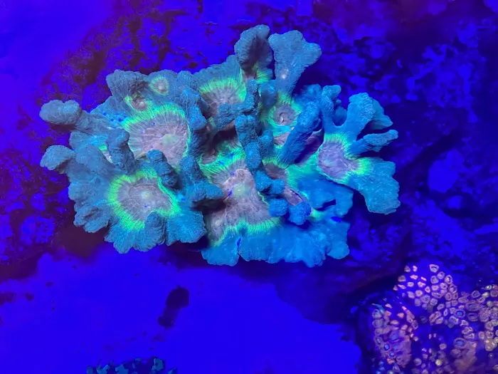 Riverside Reef Aquatics LLC Picture 7