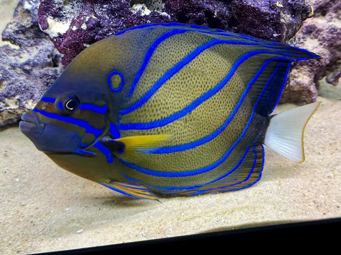 Riverside Reef Aquatics LLC Picture 9