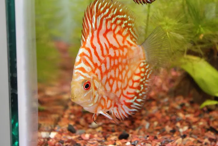 Riverside Reef Aquatics LLC Picture 3