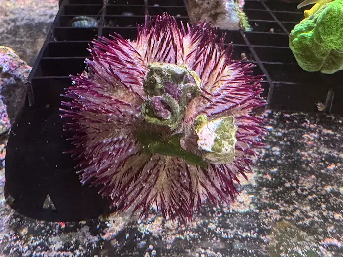 Riverside Reef Aquatics LLC Picture 8