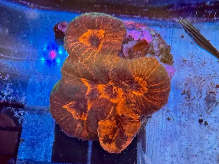 Riverside Reef Aquatics LLC Picture 6