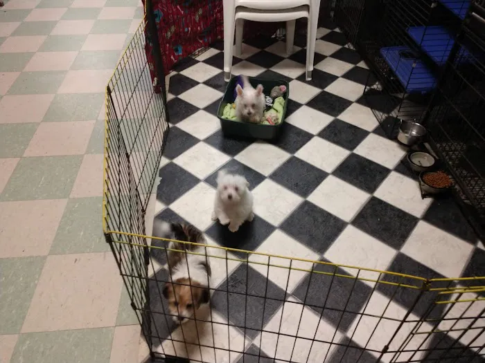 Critter Place LLC Picture 5